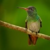 Kolibrik rezavoocasy - Amazilia tzacatl - Rufous-tailed Hummingbird o2709